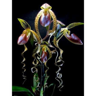 30 เมล็ดพันธุ์ เมล็ดกล้วยไม้ กล้วยไม้รองเท้านารี (Paphiopedilum Orchids) Orchid flower