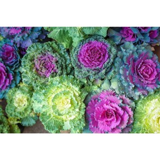 50 เมล็ดพันธุ์ กะหล่ำประดับ (Ornamental Cabbage) Cabbage flower