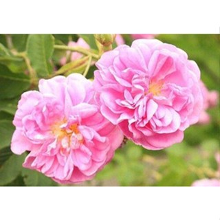 เมล็ดพันธุ์ Plant  กุหลาบ Tr Fairy Rose  ดอกใหญ่ ดอกหอม Import  เมล็ดสด 5 เมล็ด