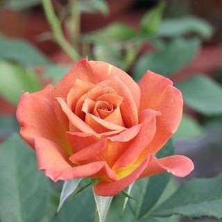 เมล็ดพันธุ์ Plant  กุหลาบ Holiday Princess Rose  ดอกใหญ่ ดอกหอม Import  เมล็ดสด  5  เมล็ด