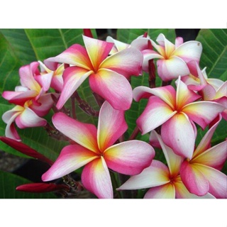 20 เมล็ด ลีลาวดี Frangipani , Pagoda Tree, Hawaii Plumeria สายพันธุ์ Englewood สีชมพู