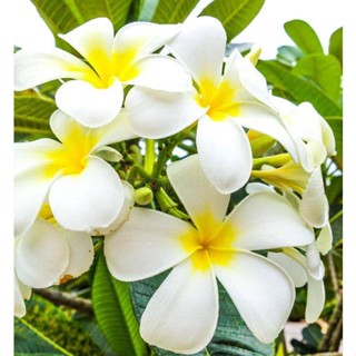 20 เมล็ด ลีลาวดี Frangipani , Pagoda Tree, Hawaii Plumeria สายพันธุ์ white plumeria สีขาว