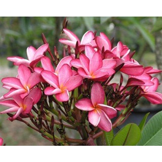 20 เมล็ด ลีลาวดี Frangipani , Pagoda Tree, Hawaii Plumeria สายพันธุ์ Maile สีบานเย็น