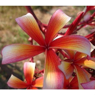 20 เมล็ด ลีลาวดี Frangipani , Pagoda Tree, Hawaii Plumeria สายพันธุ์ Orange Fire สีส้ม