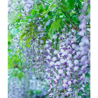 4 เมล็ดพันธุ์ เมล็ด วิสทีเรีย ดอกฟูจิ ไม้เถาวัลย์ ไม้ดอกประดับรั้ว สายพันธุ์ Lavender Lace สีม่วง (Wisteria)