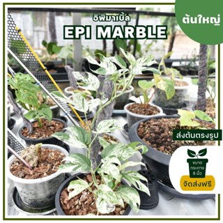 ต้นใหญ่ อิพิมาร์เบิ้ล Epi Marble จัดส่งฟรี