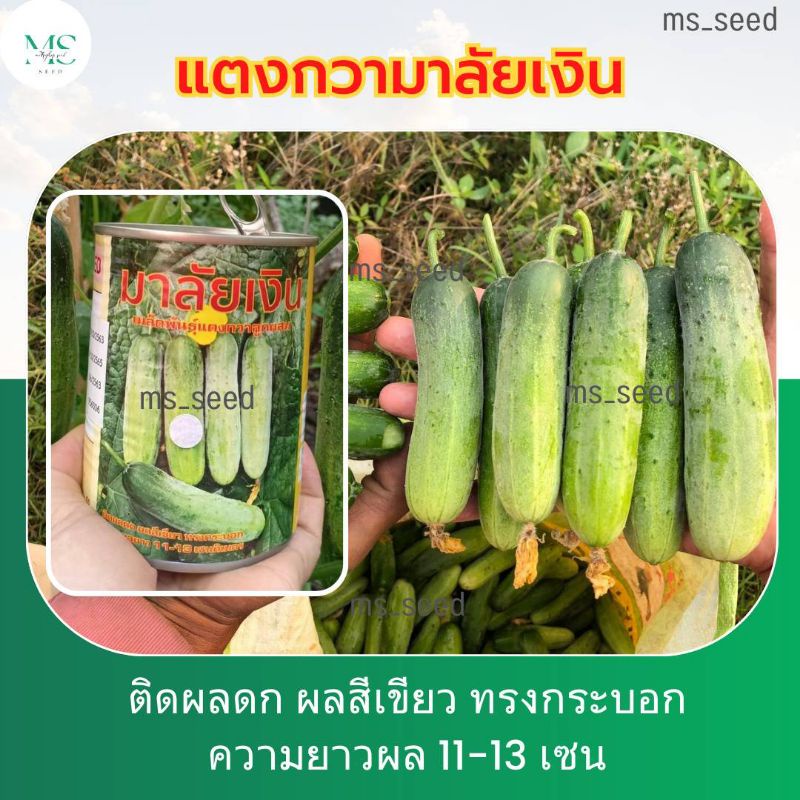 🏵️แตงกวามาลัยเงิน🏵️ เมล็ดพันธุ์แตงกวาลูกผสม ของแท้100%✅  ปลูกง่าย โตเร็ว (บรรจุ100 เมล็ด/ซอง)
