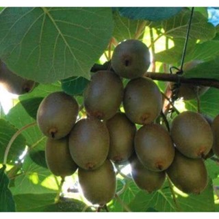 10 เมล็ด เมล็ดกีวี่ (Kiwi) พันธุ์ Bruno ของแท้ 100% อัตราการงอก 70-80%  ปลูกในกระถางได้