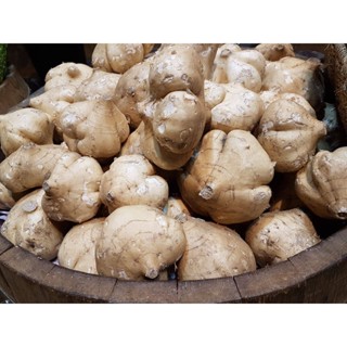 15 เมล็ด เมล็ดมันแกว Yam Bean มันแกว (Jícama) ของแท้ 100% เปอร์เซ็นการงอก 70-80% Yam Bean Seed มีคู่มือปลูก