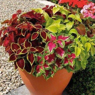 50 เมล็ด เมล็ดพันธุ์ ฤาษีผสม Coleus Seed เปอร์เซ็นการงอก  80-90% มีคู่มือปลูก