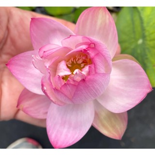 10 เมล็ดบัว สายพันธุ์ CUTIE PIE Lotuses Flower Seeds สีชมพู บัวหลวงนอก บัวสาย บัวไหว้พระ ดอกใหญ่ ประดับบ้าน ตกแต่งสวน