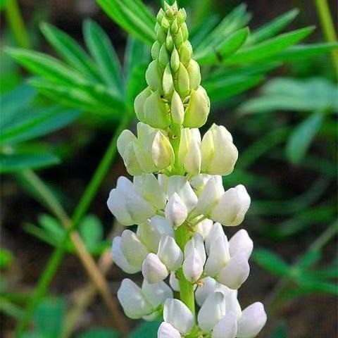 เมล็ดดอกไม้ perennial seeds รูปที่ 5
