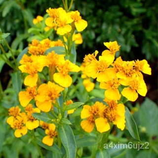 เมล็ด Tagetes Lucida - 200 seeds-โป๊ยกั๊กเม็กซิกัน/โป๊ยกั๊ก Yerba