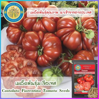 อินทรีย์็ด ใหม่็ด ใหม่ ง่ายเทศ (Costoluto Fiorentino Tomato Seeds) ใหม่ ง่าย