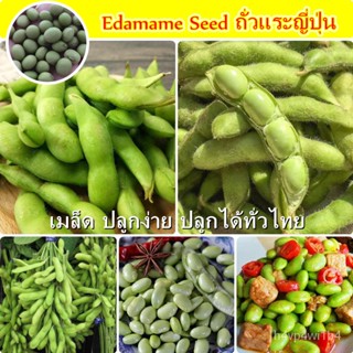 อินทรีย์็ด ใหม่็ด 【อัตราใหม่สูง】Edamame Seed ถั่วแระญี่ปุ่น (40PCS/BAG) Organic Vegetable Plant Seed คาริคาชิ ให ผักบุ้