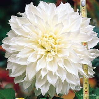 อินทรีย์็ด ใหม่็ด 1 หัว/ง่าย รักเร่ Dahlia สายใหม่ White Perfection หัวรักเร่ ง่ายไม้ หัวหน่อ เหง้า นำเข้า เนเธอร์ ผั