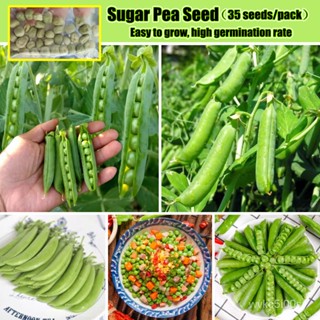 อินทรีย์็ด ใหม่็ด ประเทศไทยพร้อมสต็อก 35pcs ถั่วลันเตาหวาน High Yield Sugar Peas ​Seed for Sale ใหม่ใหม่ ใหม่็ ง่าย