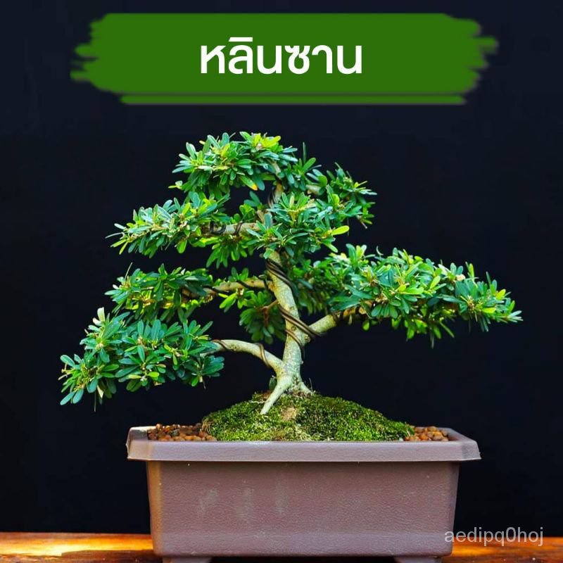 อินทรีย์็ด อินทรีย์็ด หลินซาน (ม่วงเจริญ) กระถาง 6 บอนไซ ง่ายไม้แคระ ง่ายไม้จิ๋ว เพรมน่าไต้หวัน เพรมน่าใต้หวัน ห