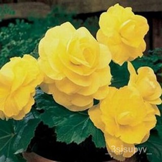 flowers 25 50  เมล็ดบ็อกโกเนีย-ขายสีเหลือง -พับเม็ด- 224B