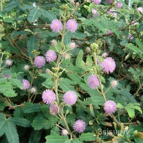 ส่วนลด Mimosa เมล็ด เม็ดพืช-50มีความละเอียดอ่อนflowers50%Pudica--BOGO NW7U