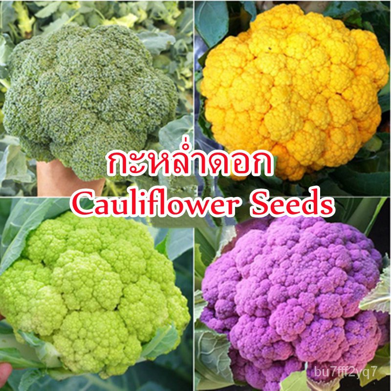 （เมล็ด）ปลูกการ ปลูกการทั่วไทย ของแท้ 100% Cauliflower Seeds 200 Pcs Vegetable Seed/งอก ปลูก/งอก  การ