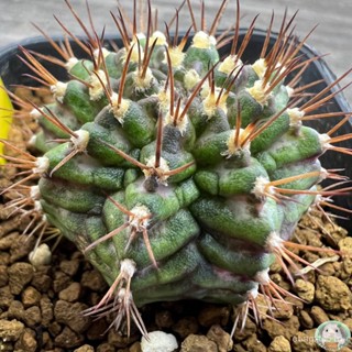 (Y12) การยิมโนหน้ายับ ลูก Trex ไม้เมล็ด - (gymnocalycium) - แคคตัส/งอก ปลูก/งอก เมล็ด/งอก การ