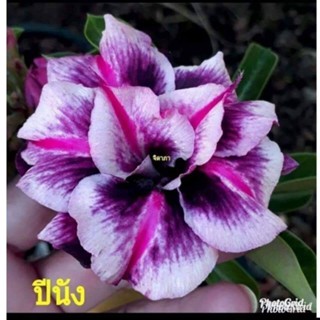 เมล็ด ใหม่็ด 12 ใหม่็ด ใหม่ ชวนชม สายใหม่ไต้หวัน ดอกสีม่วง Adenium Seeds กุหลาบทะเลทราย Desert Rose ราชิน เพาะ