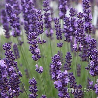 เมล็ด ใหม่็ด ใหม่นำเข้าจาก อังกฤษ ใหม่ ลาเวนเดอร์ Lavendula angustifolia lavender 100 ใหม่็ด ใหม่ เพาะ