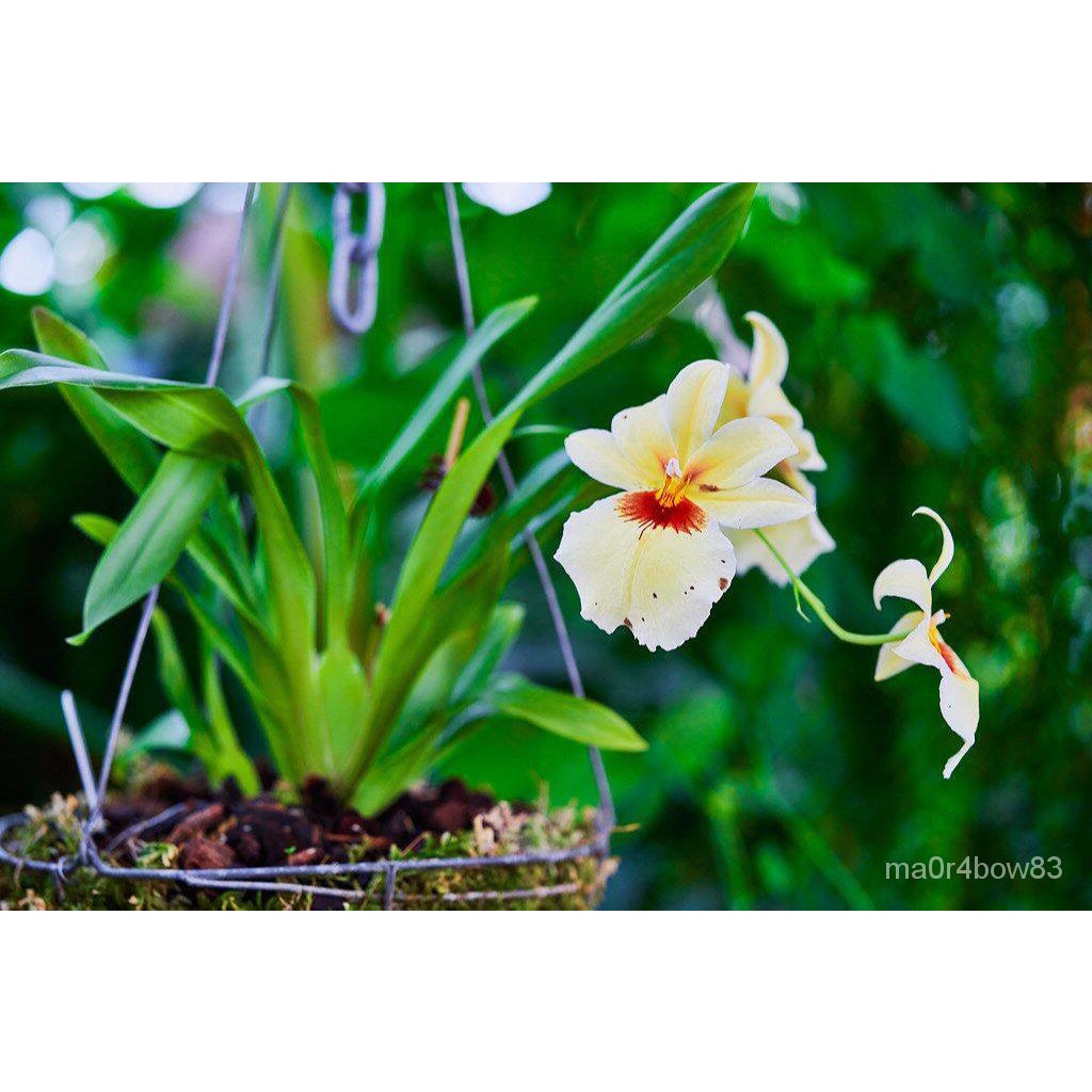 เมล็ด ใหม่็ด 30 ใหม่ Seeds ใหม่็ดกล้วยไม้ กล้วยไม้มิลโทนอปซิส (Miltonopsis Orchids) Orchid flower se