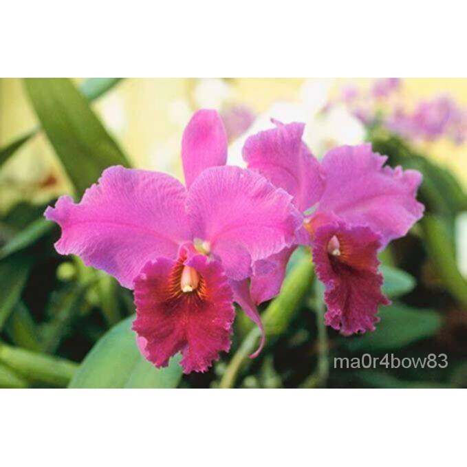 เมล็ด ใหม่็ด 30 ใหม่ Garden Seeds ใหม่็ดกล้วยไม้ แคทลียา (Cattleya Orchids) Orchid flower seeds อัตร
