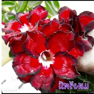 เมล็ด ใหม่็ด 12 ใหม่็ด ใหม่ ชวนชม สายใหม่ไต้หวัน ดอกสีแดง Adenium Seeds กุหลาบทะเลทราย Desert Rose ราชินี เพาะ