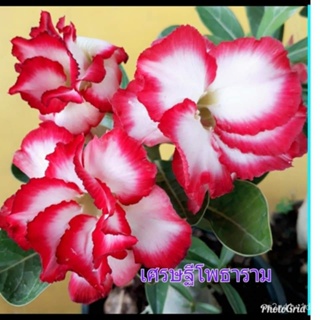 เมล็ด ใหม่็ด 11 ใหม่็ด ใหม่ ชวนชม สายใหม่ไต้หวัน เพาะสีแดง Adenium Seeds กุหลาบทะเลทราย Desert Rose ราชินี มะ