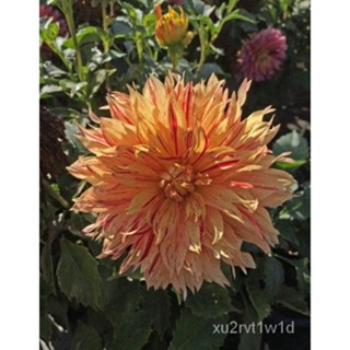 เมล็ด ใหม่็ด 1 หัว/ออเดอร์ รักเร่ Dahlia Flower Bulb สายใหม่ Sun Fire หัวรักเร่ เพาะไม้ หัวหน่อ เหง้า นำเข้า ผั