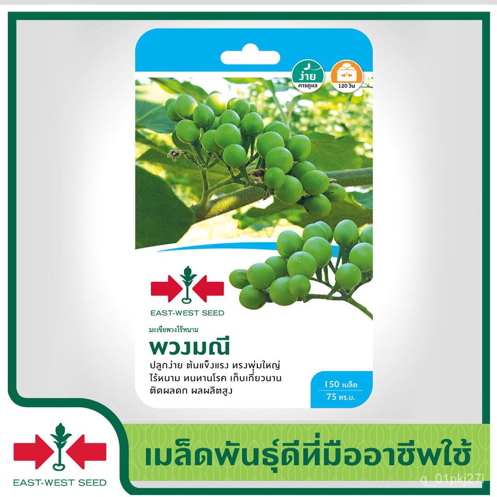 เมล็ด เมล็ด East-West Seed อินทรีย์เพาะพวง (Pea eggplant seeds) พวงมณี อินทรีย์อินทรีย์ อินทรีย์ อิน