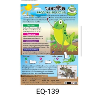 วงจรชีวิตกบ EQ 139 โปสเตอร์สื่อการสอน หุ้มพลาสติก ขนาด 50 * 70 cm