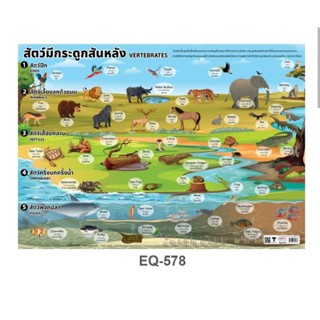 สัตว์มีกระดูกสันหลัง  EQ 578  โปสเตอร์สื่อการสอน  2 ภาษา หุ้มพลาสติก ขนาด 50 * 70 cm