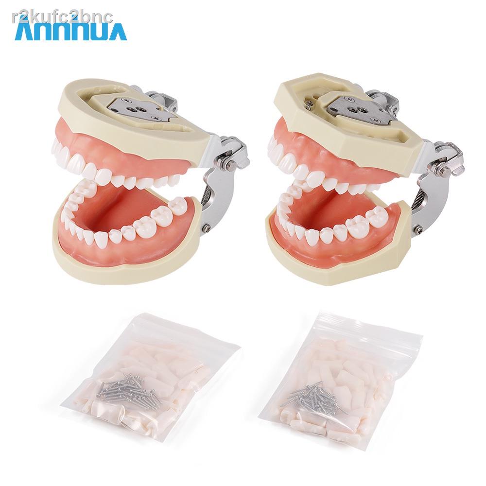 Dental Soft Gums Teeth Model Gingival Teeth 28/32 Detachable Teach Model +Screwdriver