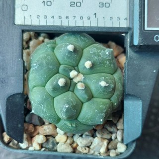 Astrophytum kikko เต่าไม้เมล็ด