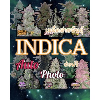 ♀️เพศเมีย♀️เมล็ดกันชาตระกูลlNDICA(อินดิก้า)ฟรีปุ๋ยฮอร์โมน กัญชาสายพันธุ์ต่างประเทศ สินค้ารับประกันการงอกและจัดส่ง