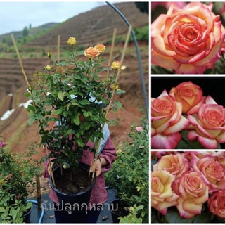 Dream come true  กุหลาบดอกโตสีสวย กลิ่นหอมบานทน สามสีในดอกเดียว กุหลาบก้านยาว