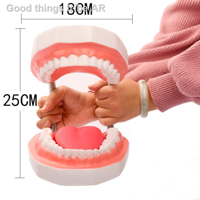 Model Teeth 6 Times Normal Brushing Model With Big Toothbrush Teaching Modeling
