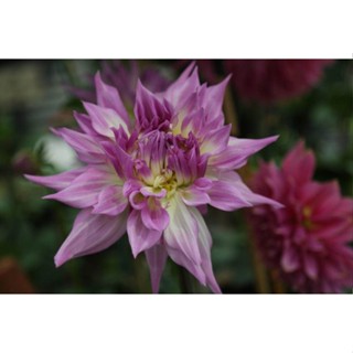 1 หัว /ชุุด เหง้า ต้นรักเร่ Dahlia สายพันธุ์ Pink Jupiter สีม่วง หัวรักเร่ ดอกรักเร่ รักแรกพบ เฟิร์สเลิฟ