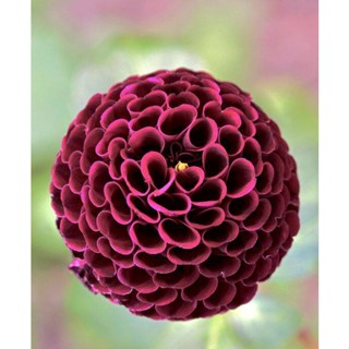 1 หัว /ชุุด เหง้า ต้นรักเร่ Dahlia สายพันธุ์ Moor Place สีดำ หัวรักเร่ ดอกรักเร่ รักแรกพบ เฟิร์สเลิฟ