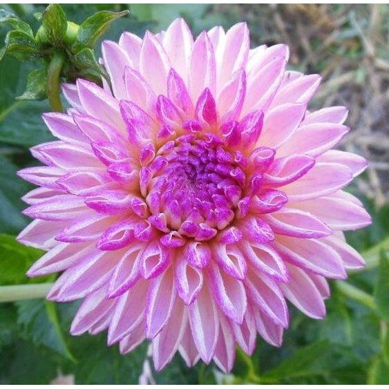 1 เหง้า ต้นรักเร่ Dahlia สายพันธุ์ Valley Porcupine สีม่วง หัวรักเร่ ดอกรักเร่ รักแรกพบ เฟิร์สเลิฟ