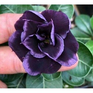 5 เมล็ดพันธุ์ ชวนชม ลูกผสมไฮบริด สายพันธุ์ Deep Black สีดำ กุหลาบทะเลทราย Adenium seed