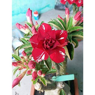 5 เมล็ดพันธุ์ ชวนชม ลูกผสมไฮบริด สายพันธุ์ Arabia Red สีแดง กุหลาบทะเลทราย Adenium seed