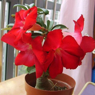 5 เมล็ดพันธุ์ ชวนชม ลูกผสมไฮบริด สายพันธุ์ Red Sky สีแดง กุหลาบทะเลทราย Adenium seed