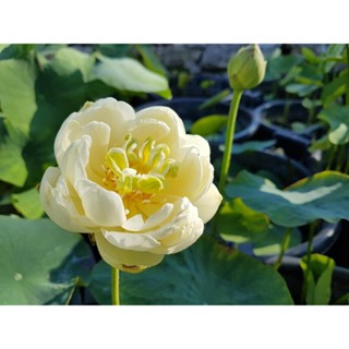 3 เมล็ดพันธุ์ บัว บัวสวยงาม บัวอ่าง บัวจิ๋ว บัวแคระ สายพันธุ์ Gold and Resplendence สีขาว Lotus Seeds