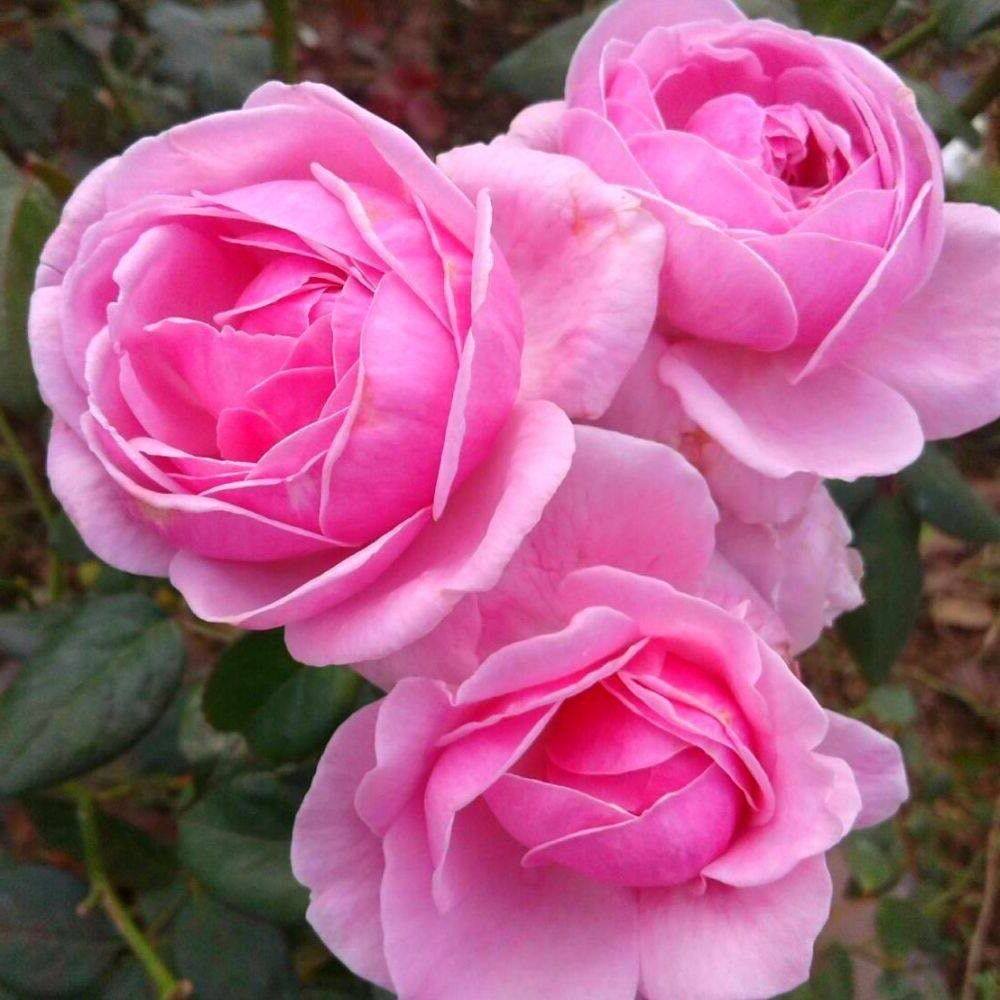 กุหลาบ มอญ สีชมพู pink damask Rose Seeds 5 เมล็ด