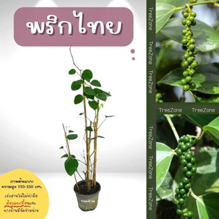 ต้นพริกไทย ความสูง 120-150 cm. (เกรดพรีเมียม ประกันพันธุ์แท้100%)